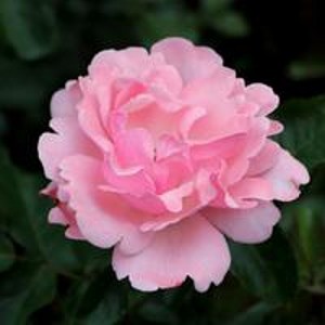 VALENTINE HEART (floribunda)